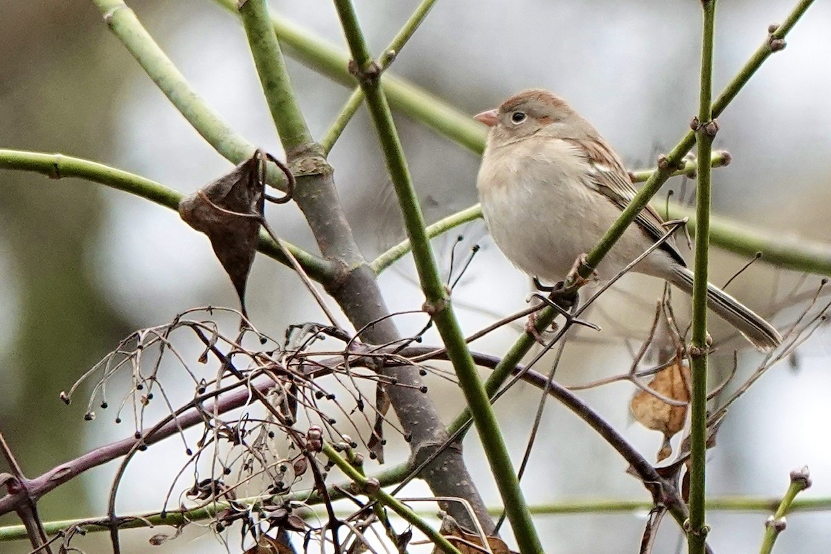Field Sparrow - ML614202112