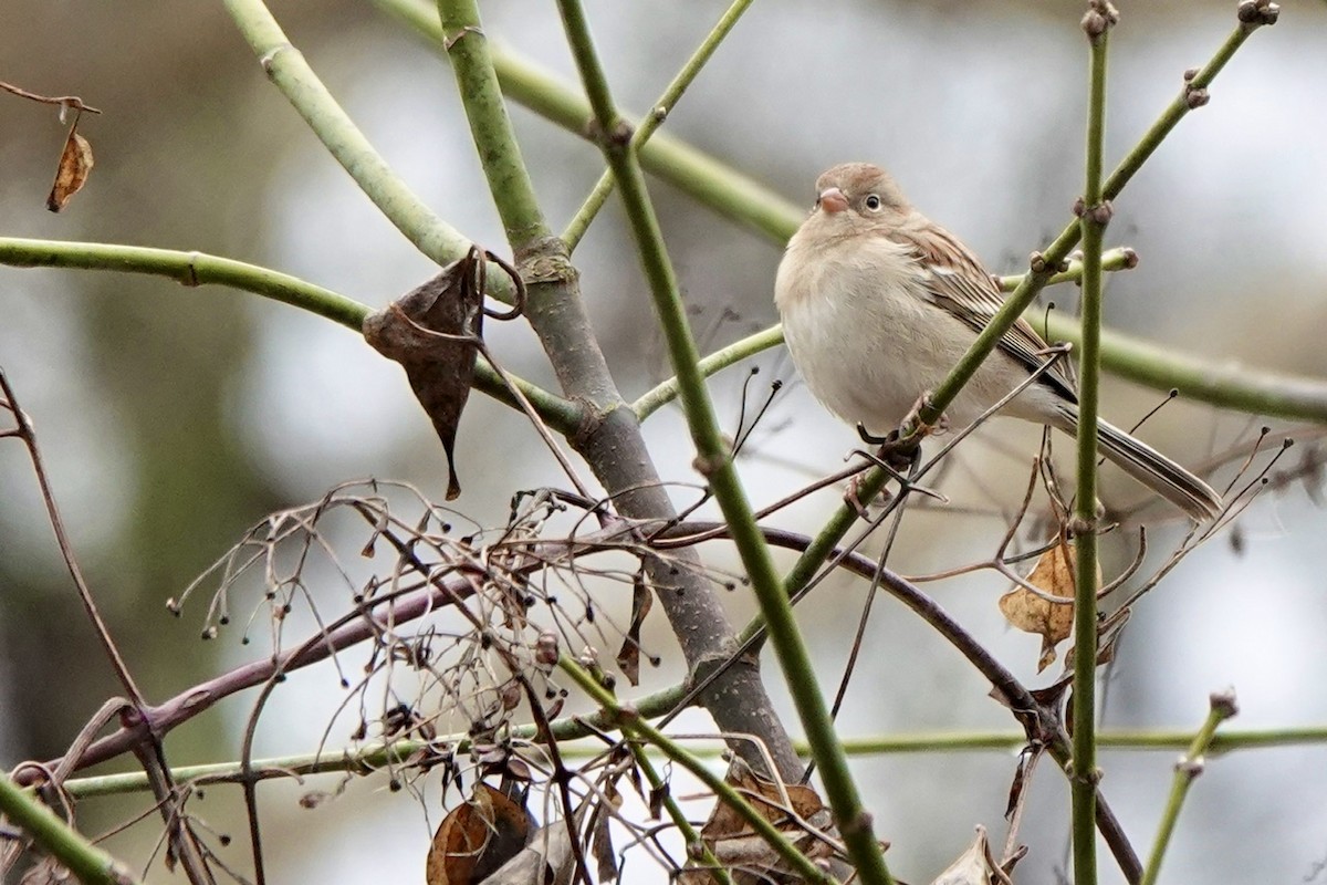 Field Sparrow - ML614202113