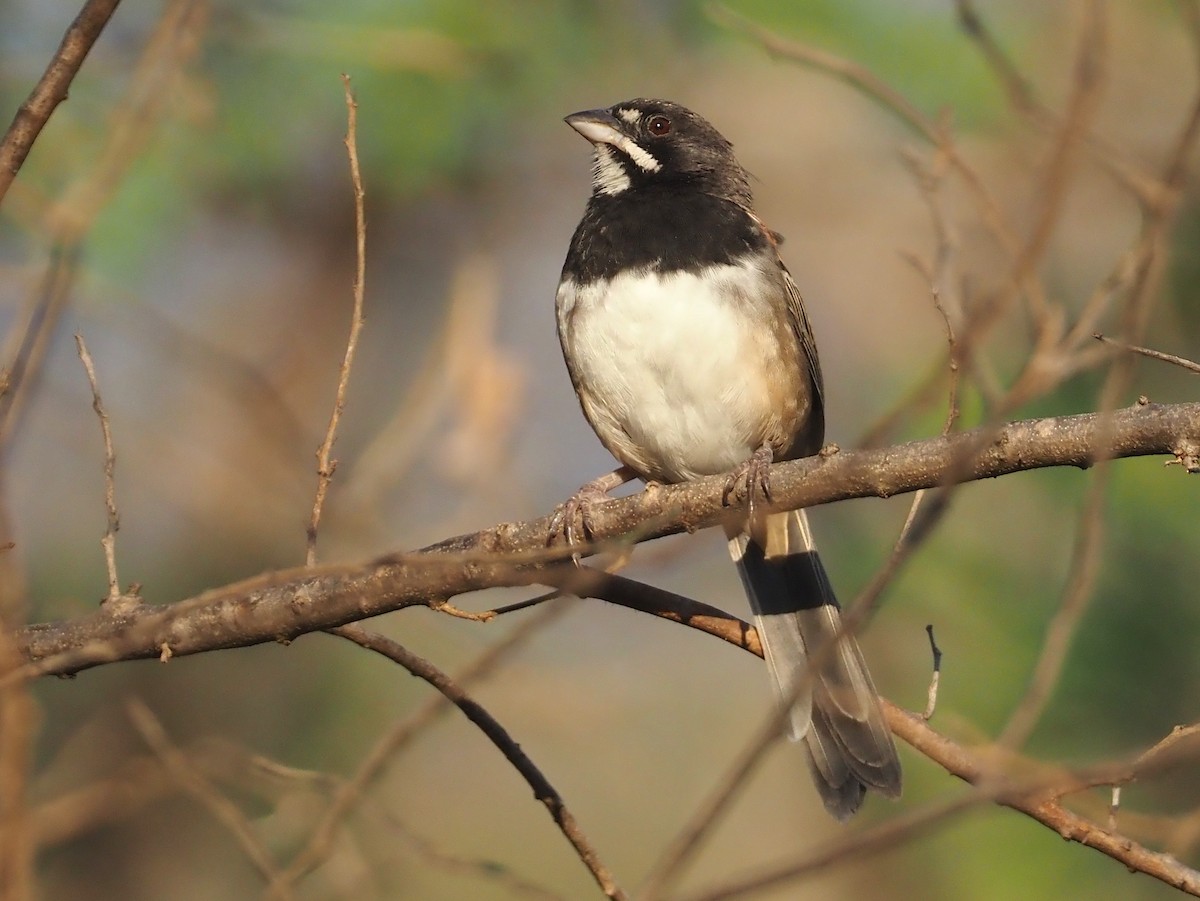 Black-chested Sparrow - ML614202119