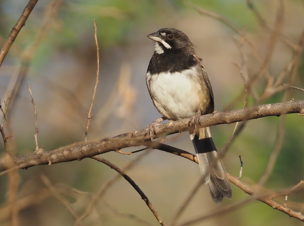 Black-chested Sparrow - ML614202128