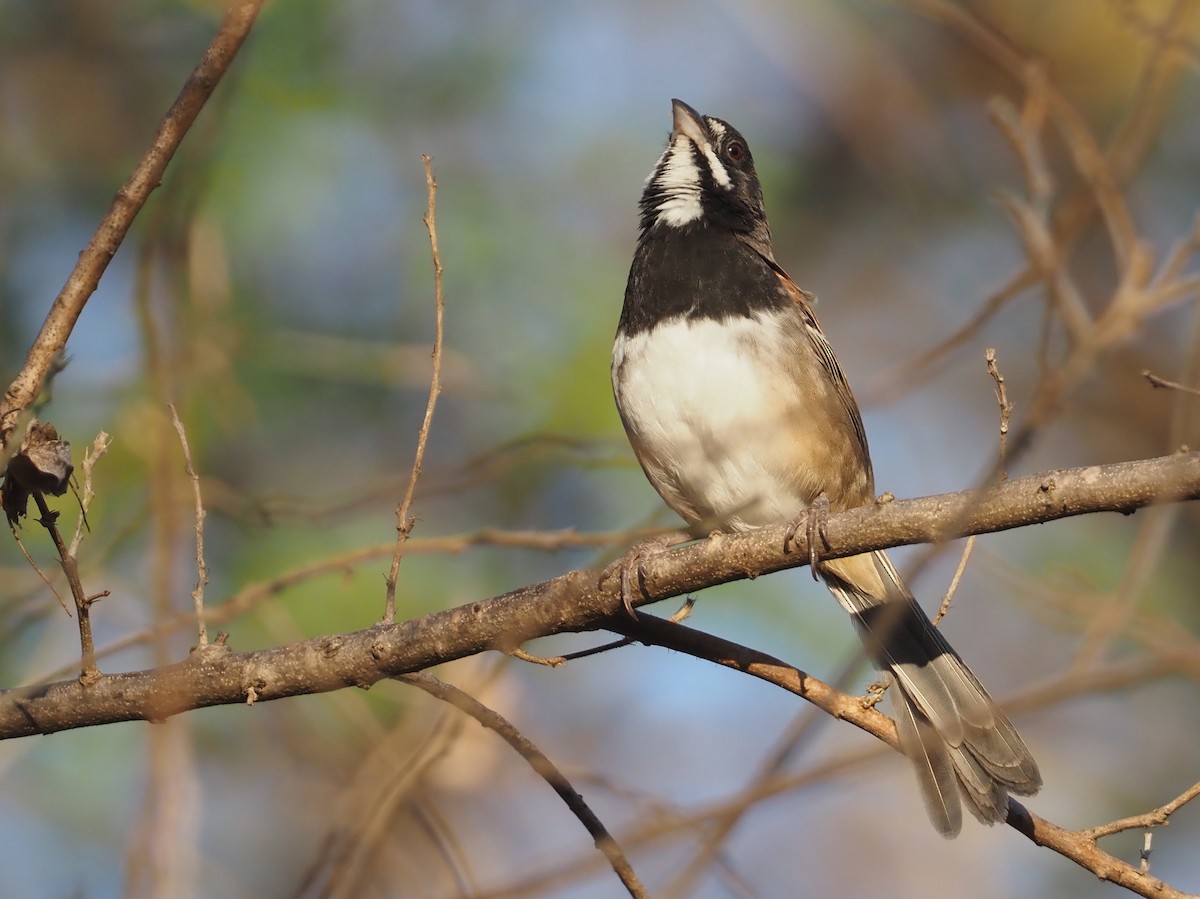 Black-chested Sparrow - ML614202147