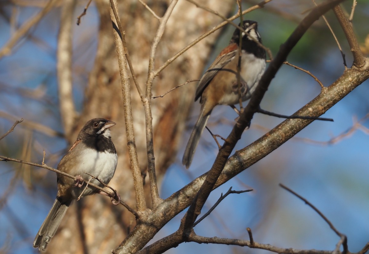 Black-chested Sparrow - Stephan Lorenz