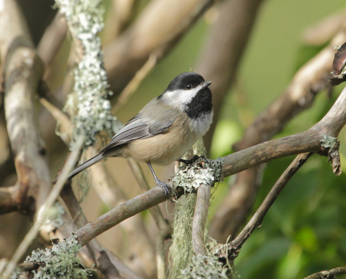 Black-capped Chickadee - Will Kennerley