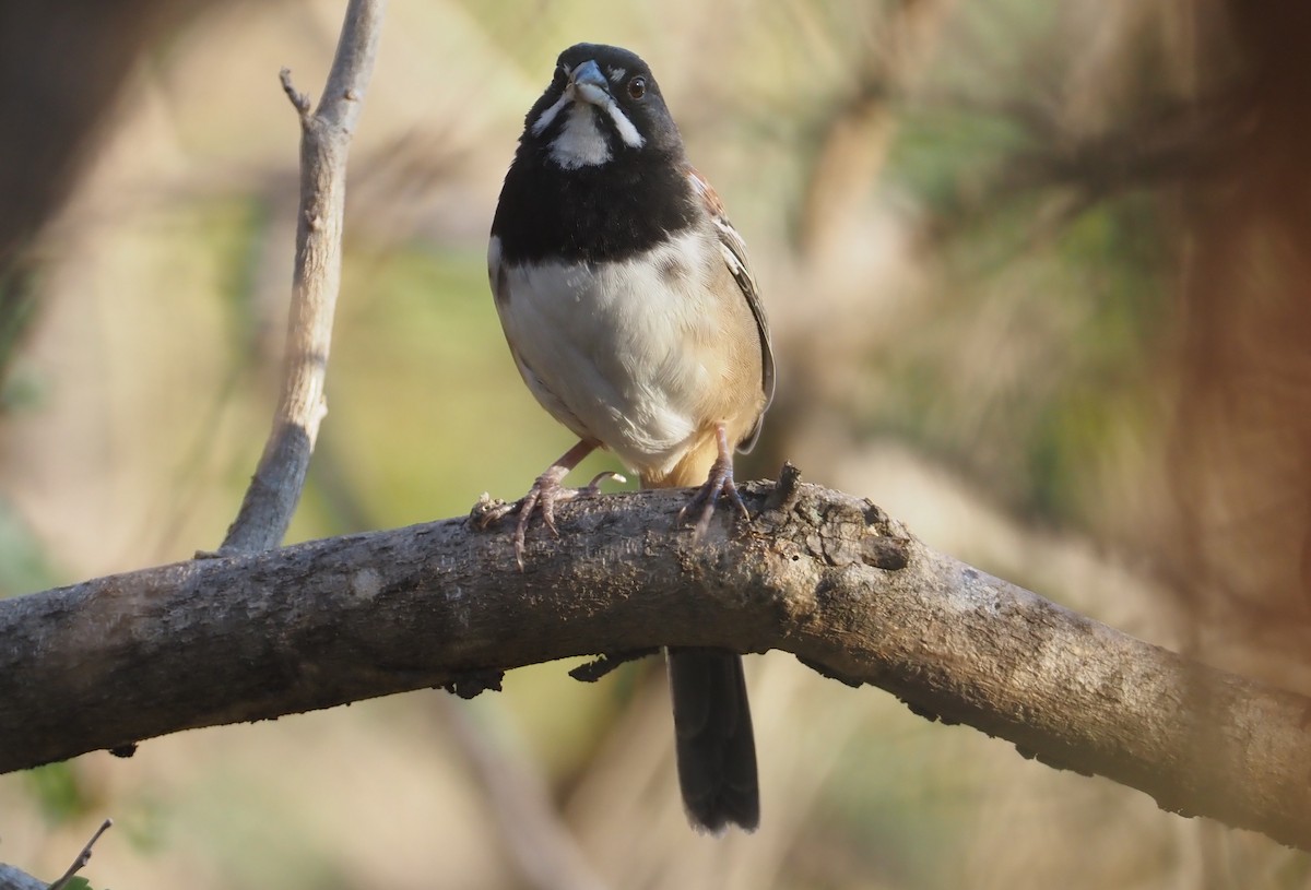Black-chested Sparrow - Stephan Lorenz