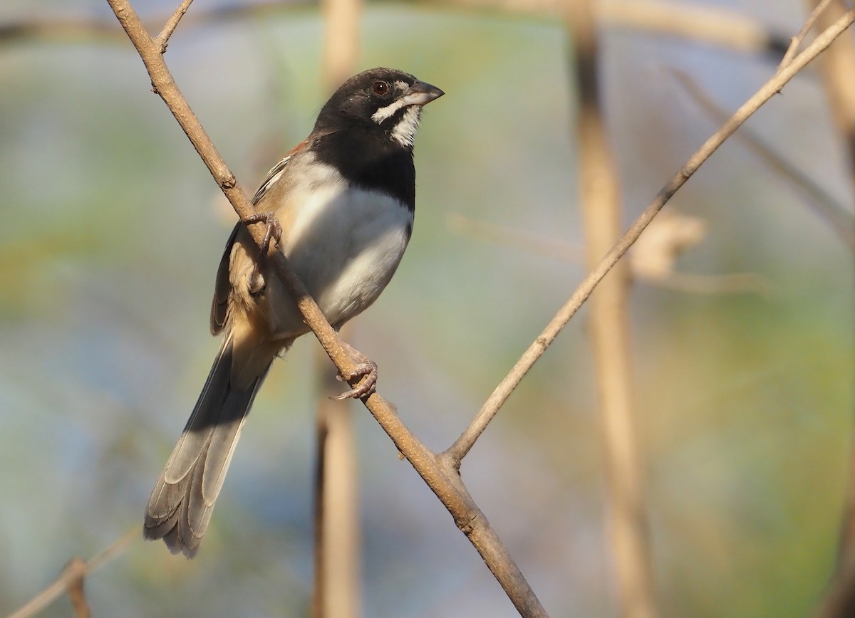 Black-chested Sparrow - ML614202216