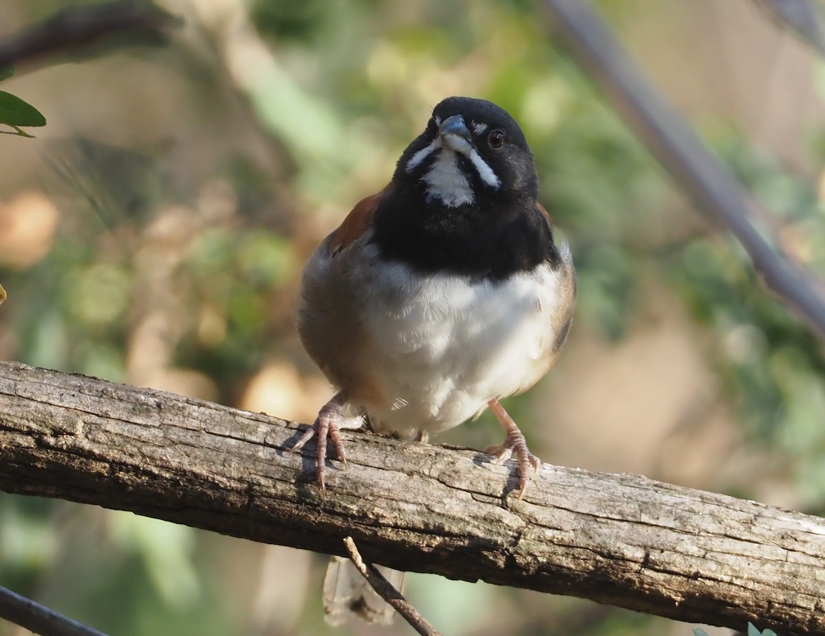 Black-chested Sparrow - ML614202239