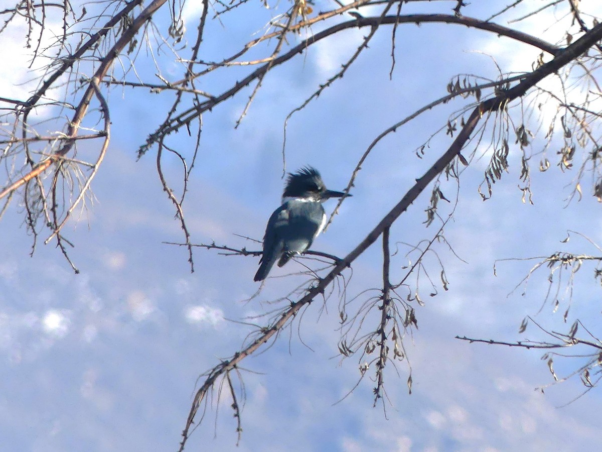Belted Kingfisher - ML614202351