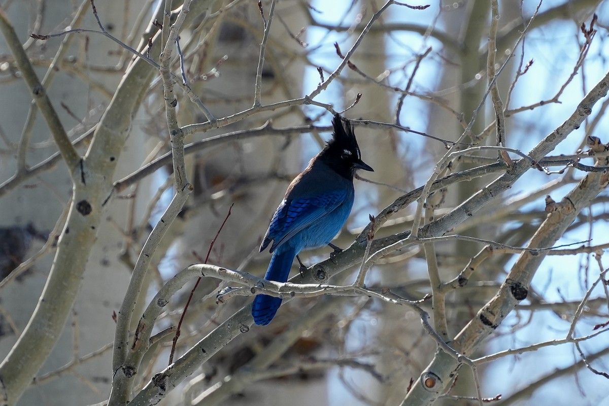 Steller's Jay - Patty Griffith