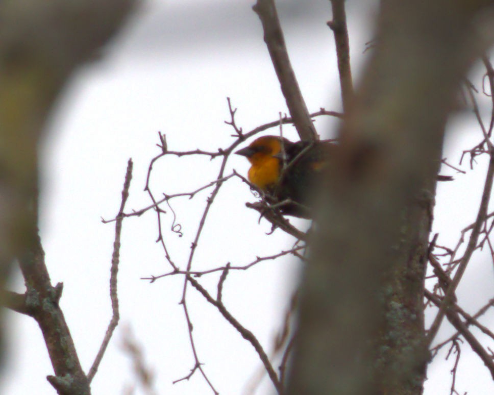 Yellow-headed Blackbird - Dennis McNeill