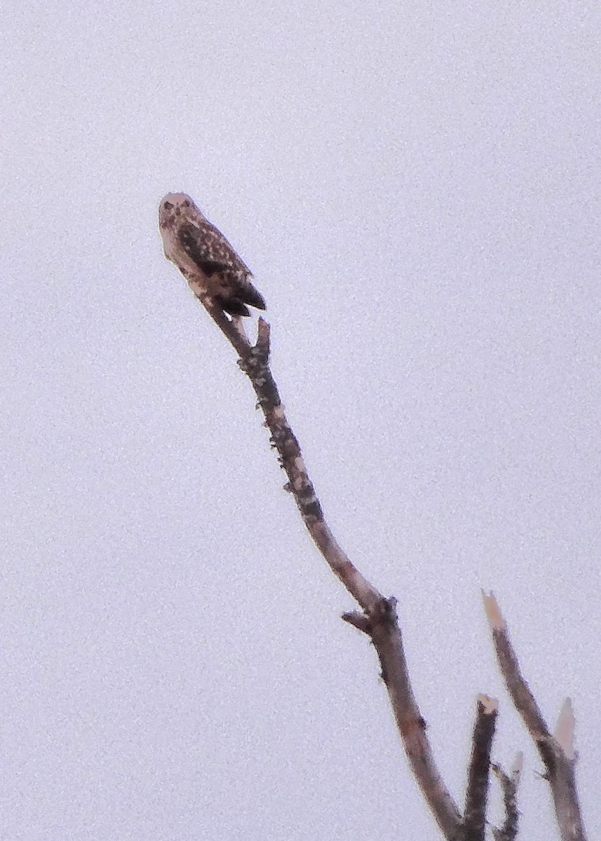 Short-eared Owl - ML614202732