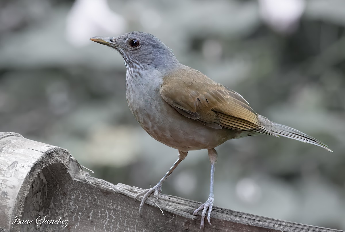 Pale-breasted Thrush - ML614203230