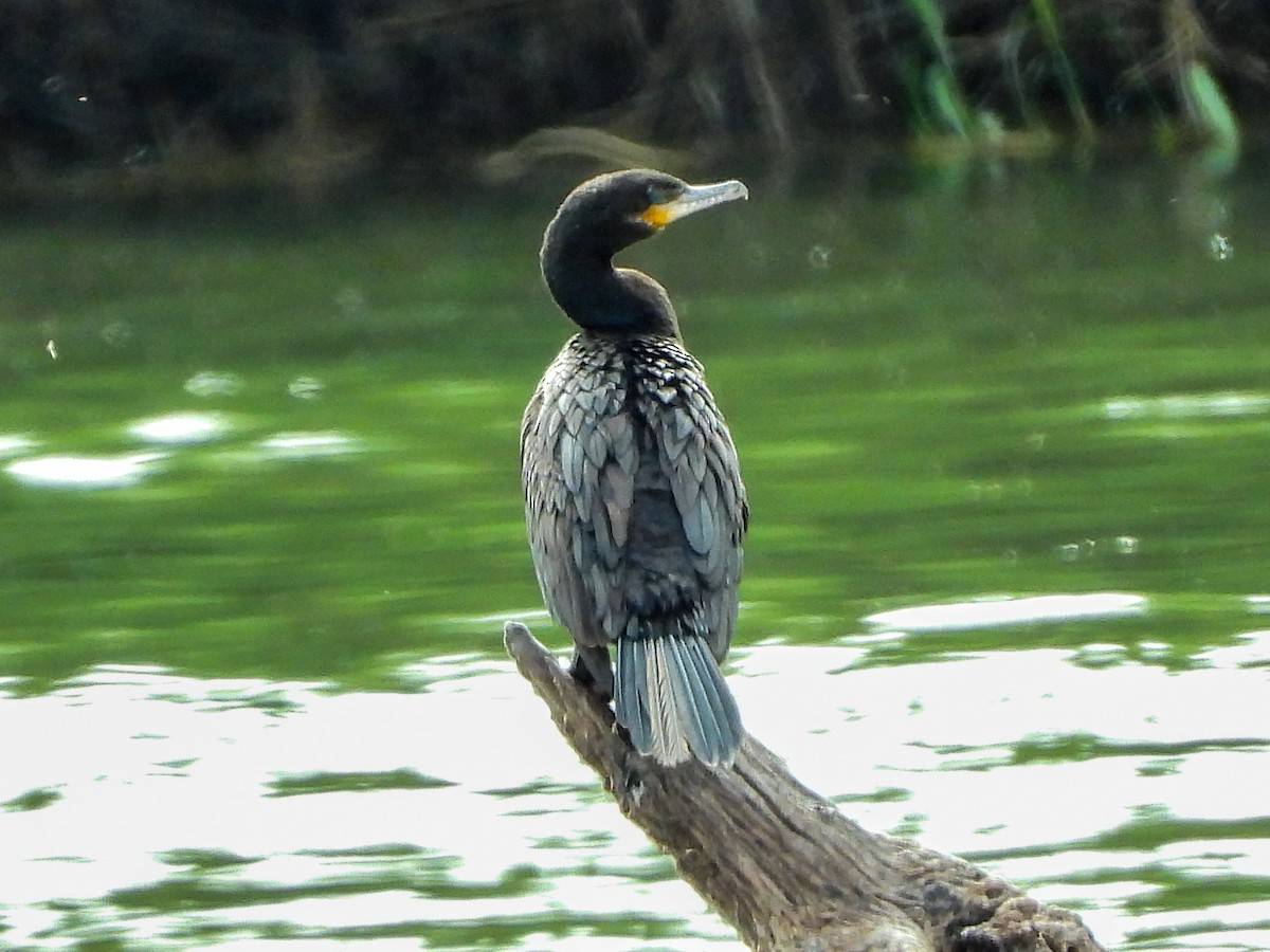 eBird Checklist 30 Jan 2024 Salineño Wildlife Preserve (LTC 080