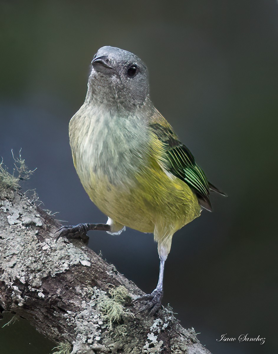 Black-headed Tanager - ML614203284
