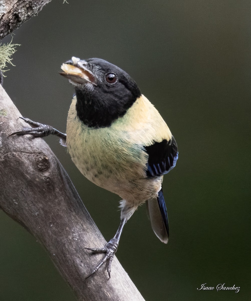 Black-headed Tanager - ML614203285
