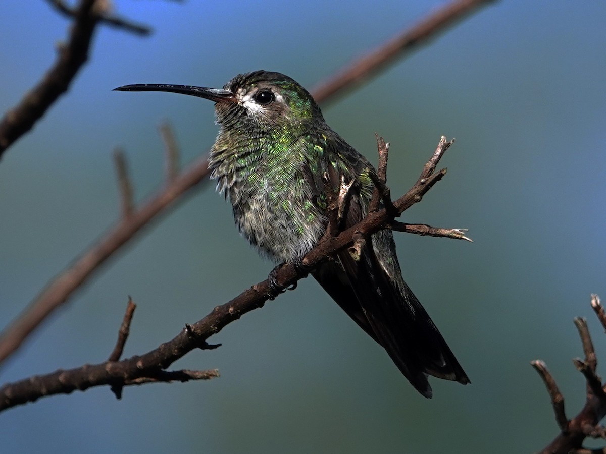 kolibřík rudozobý - ML614203368
