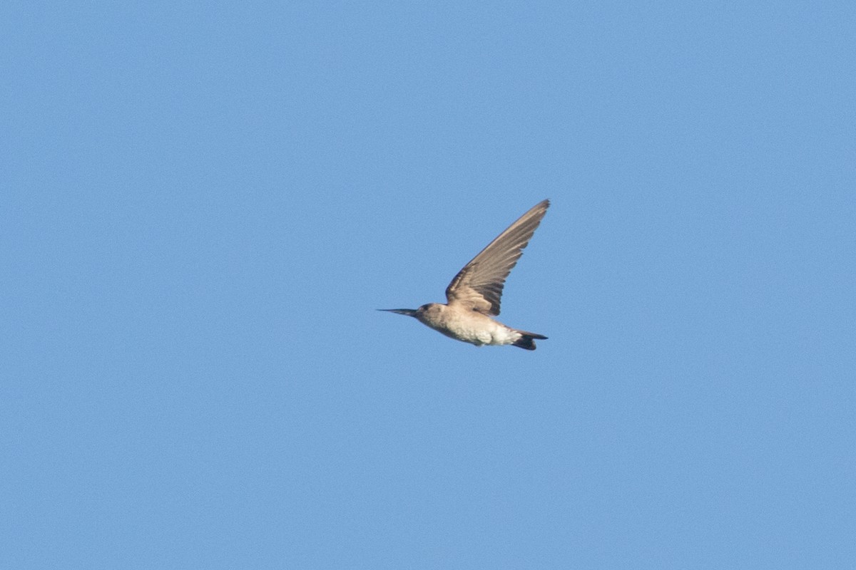 Northern Rough-winged Swallow - ML614203773