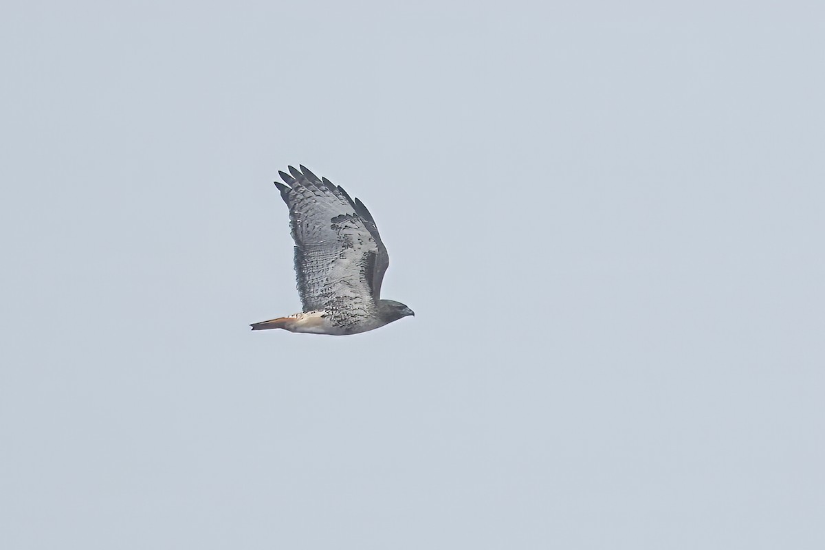 Red-tailed Hawk - ML614203854
