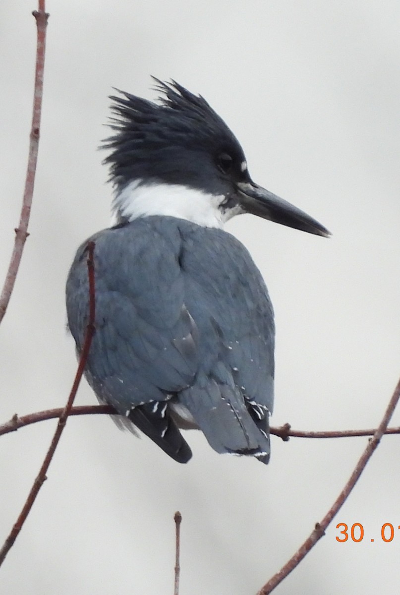 Belted Kingfisher - ML614203998