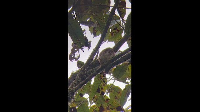 Ekvador Serçe Baykuşu - ML614204139