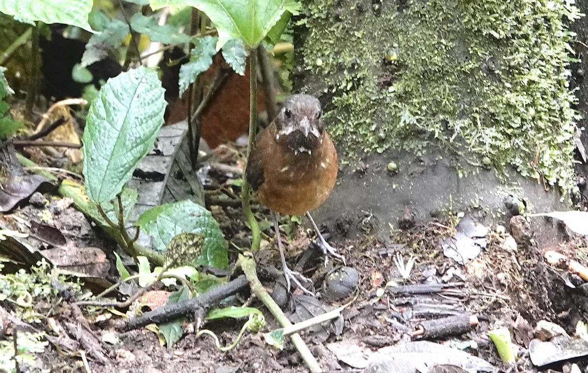 Moustached Antpitta - ML614204556