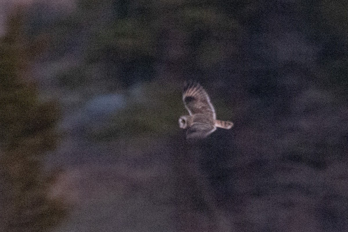 Short-eared Owl - ML614204588