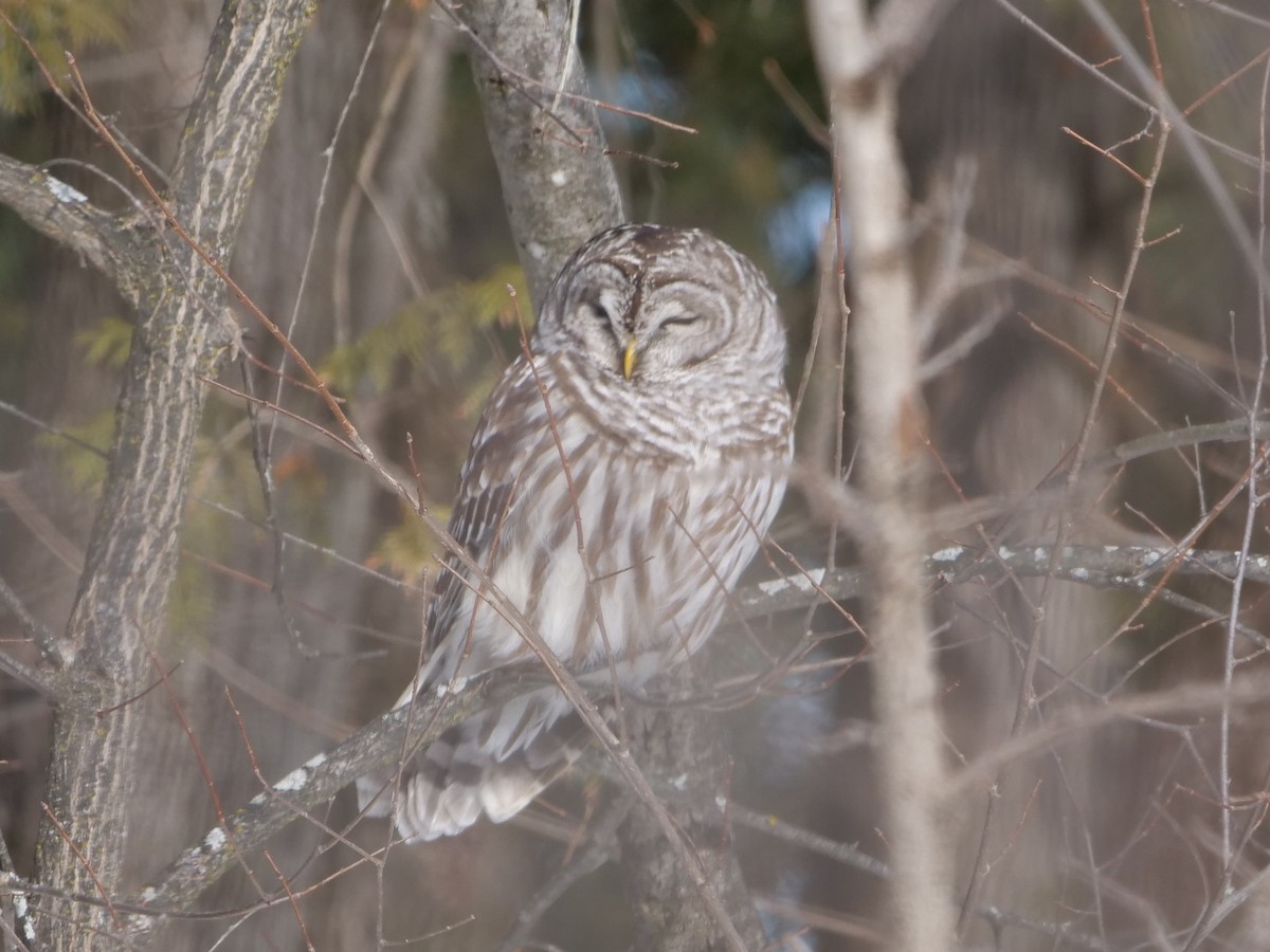 Barred Owl - ML614204613