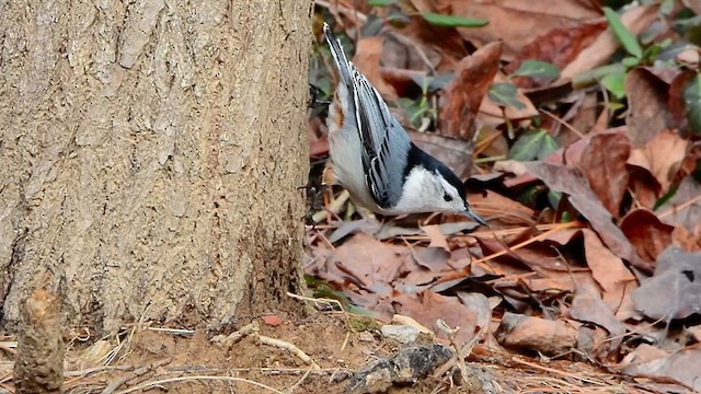 White-breasted Nuthatch - ML614204858