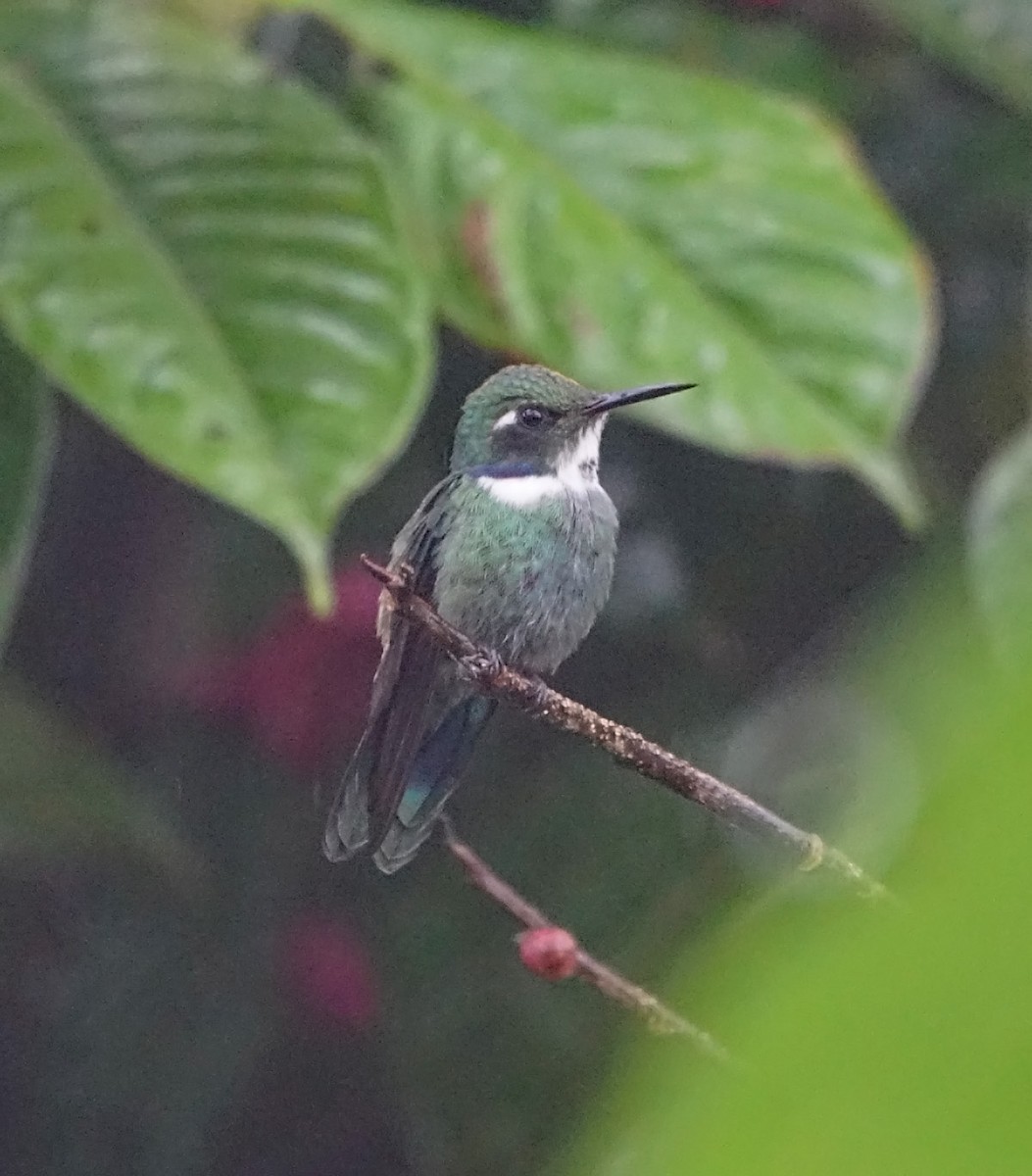 kolibřík bělohrdlý - ML614205261
