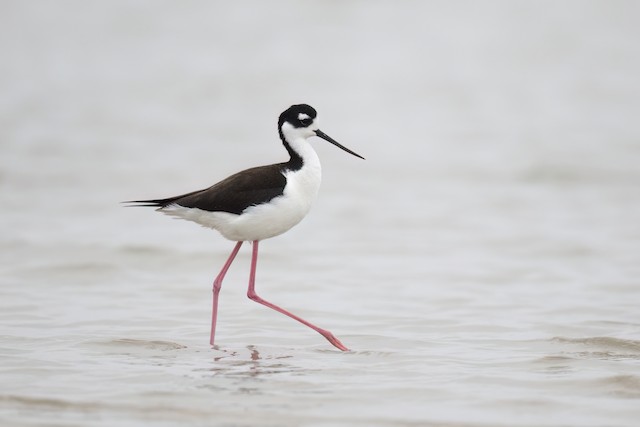 Black-necked Stilt