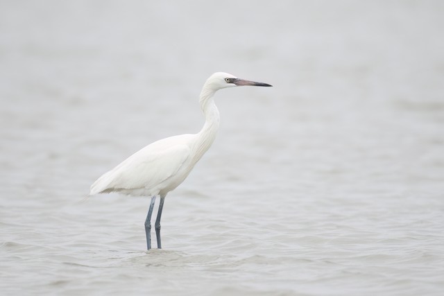 Reddish Egret