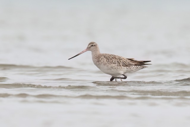 Bar-tailed Godwit