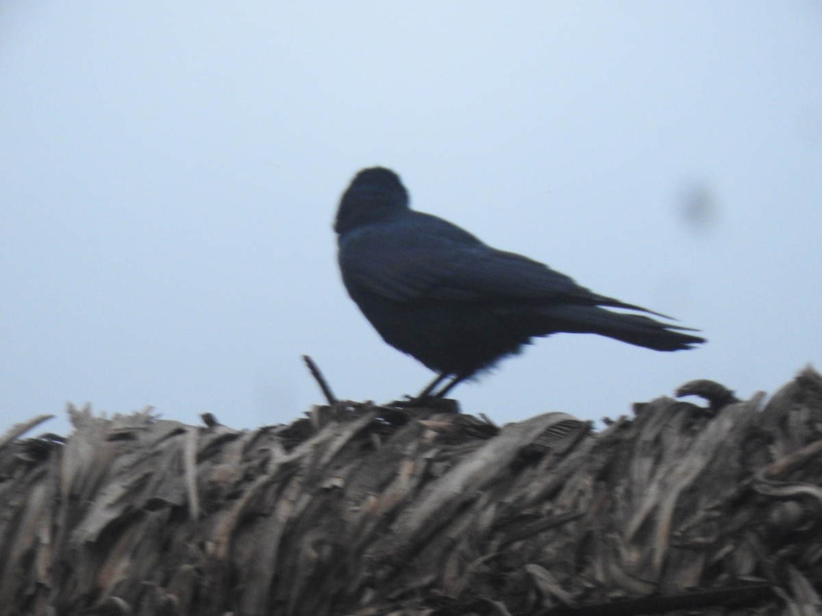 Sinaloa Crow - Luis  Morales