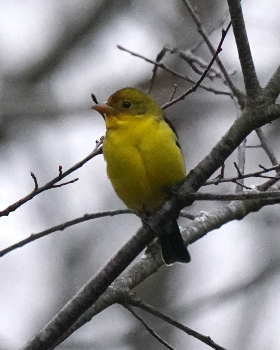 Western Tanager - ML614205744