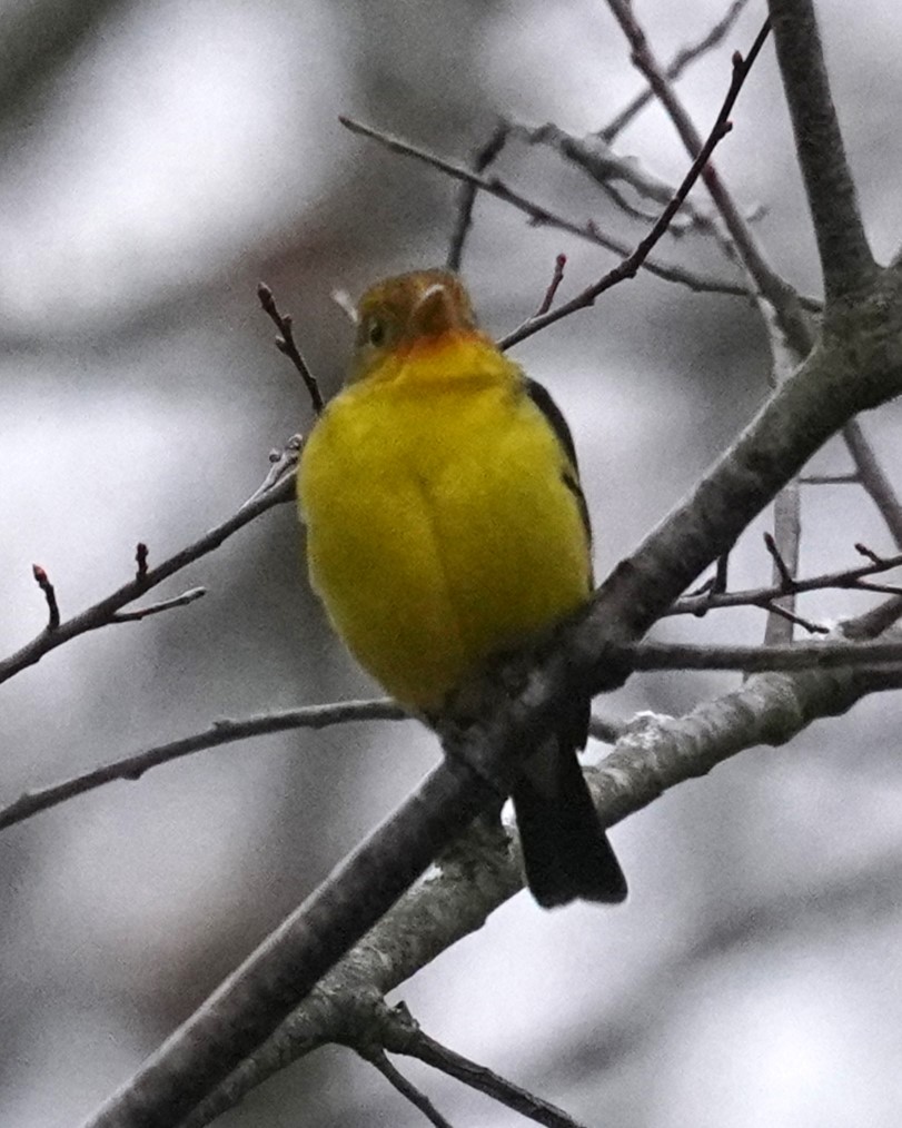 Western Tanager - ML614205745