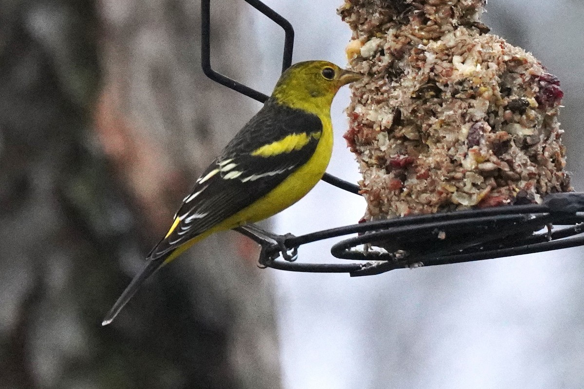 Western Tanager - ML614205752