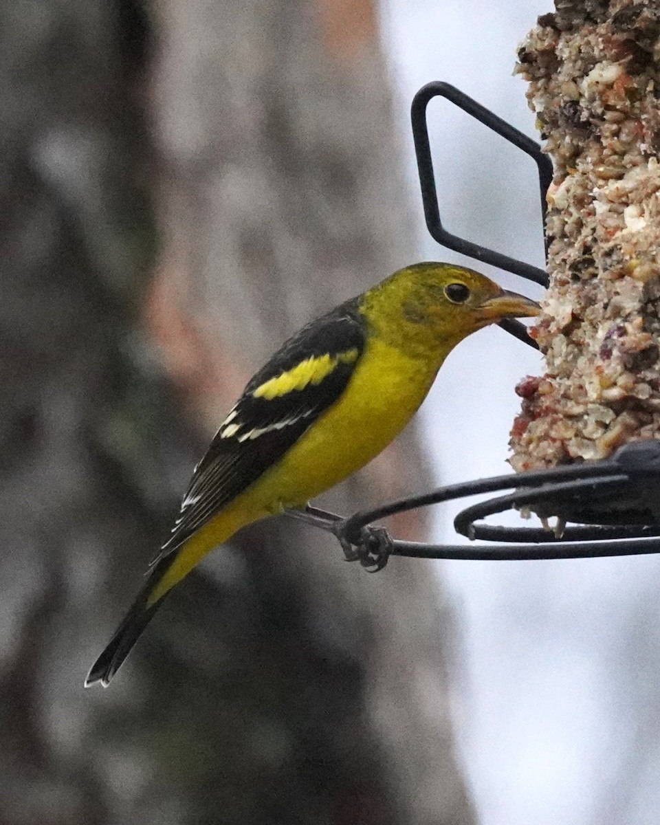 Western Tanager - ML614205756