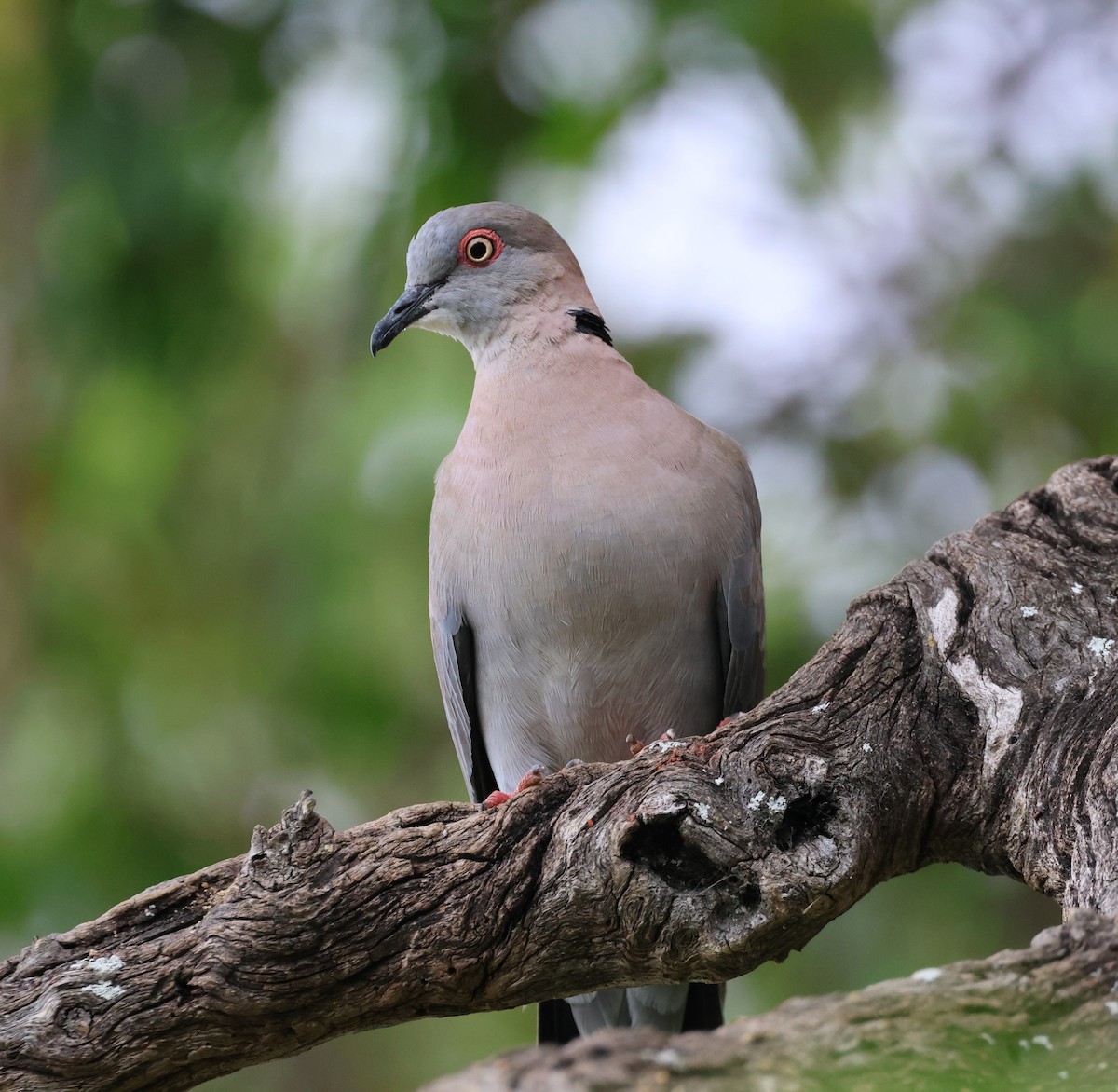 Mourning Collared-Dove - ML614206321