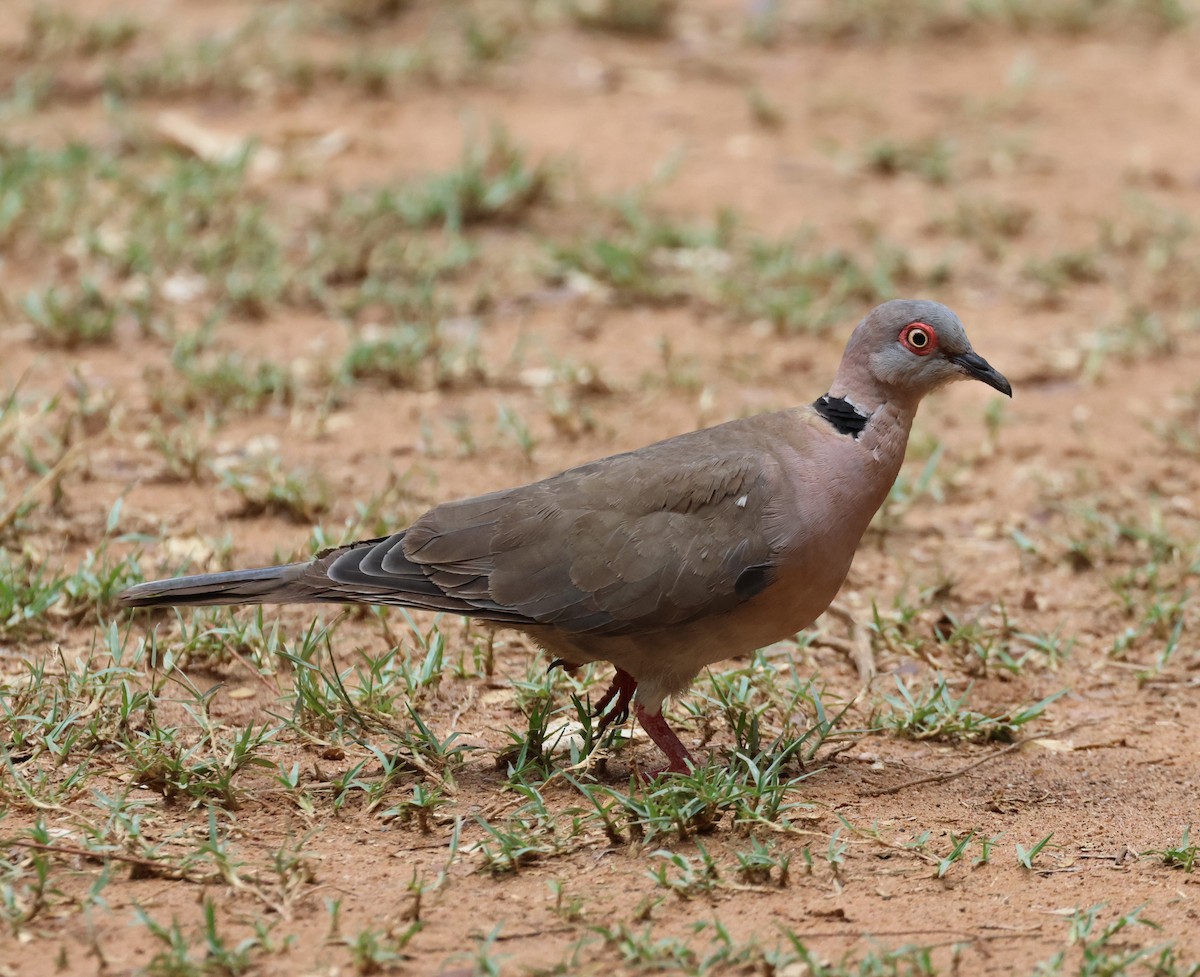 Mourning Collared-Dove - ML614206341