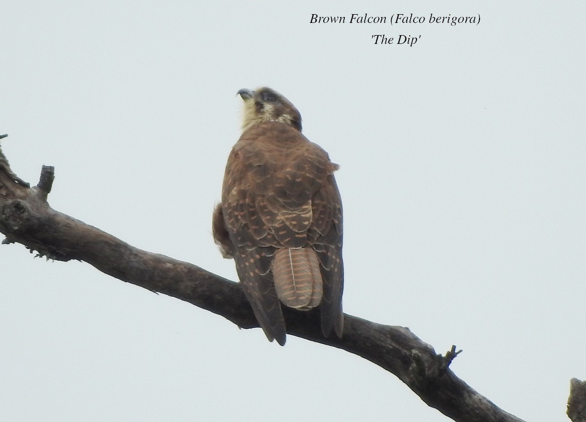 Brown Falcon - ML614206436