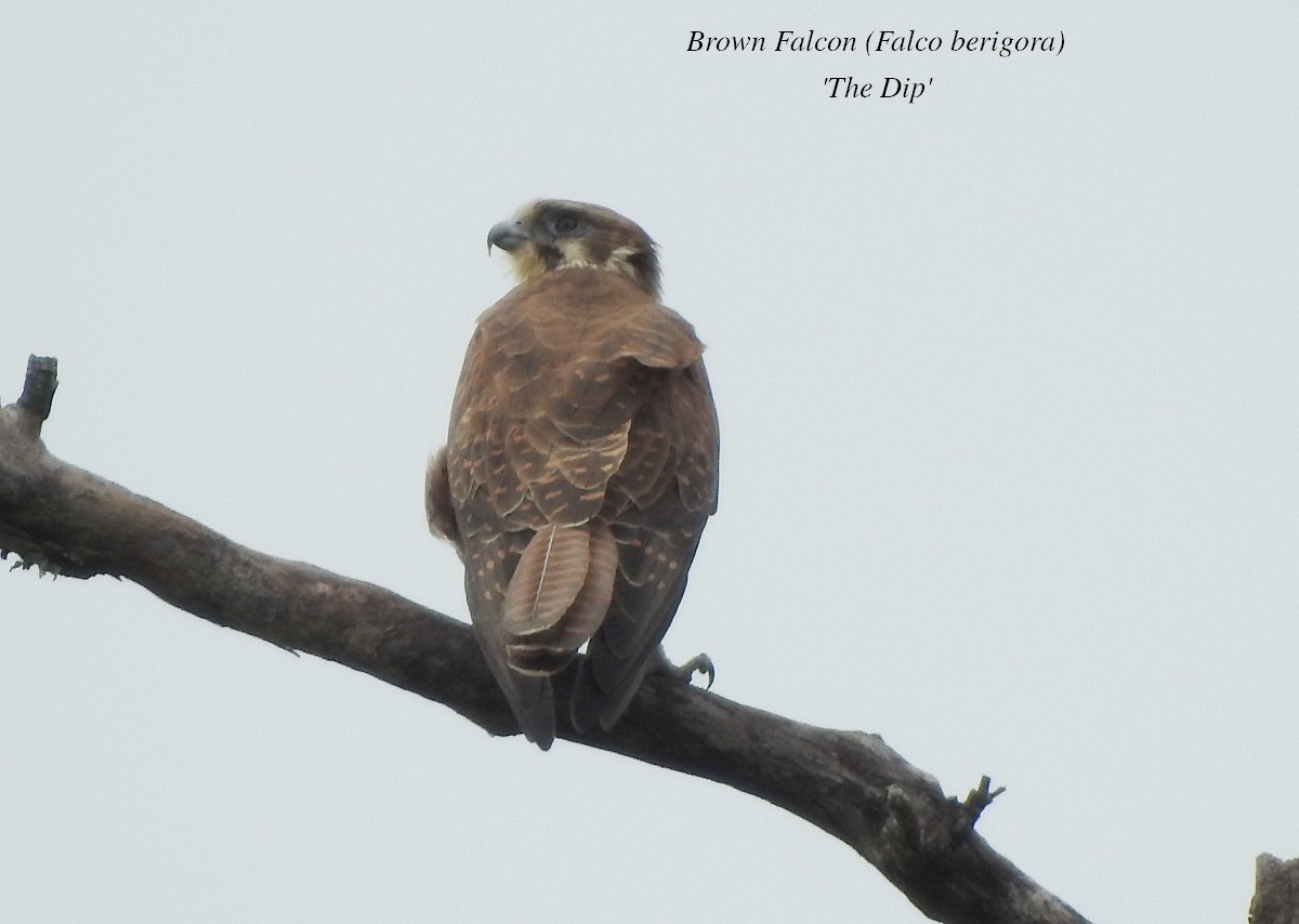 Brown Falcon - ML614206446