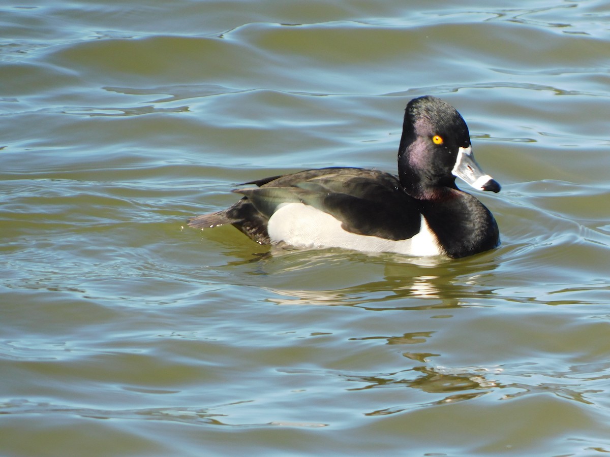 Ring-necked Duck - ML614206449