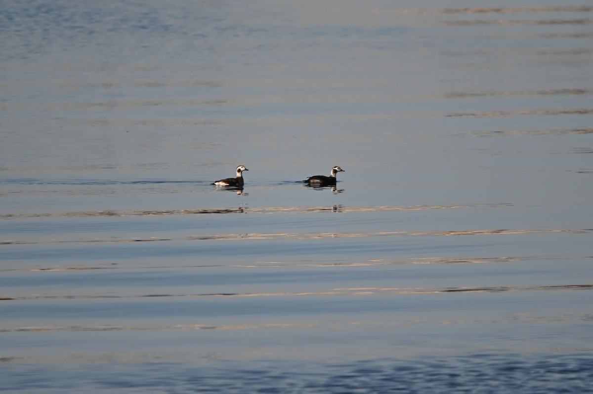 Long-tailed Duck - Jody Shugart