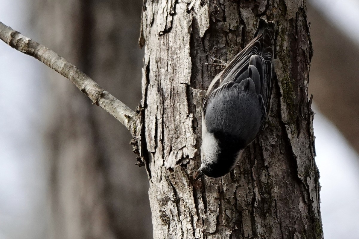 White-breasted Nuthatch - ML614206772
