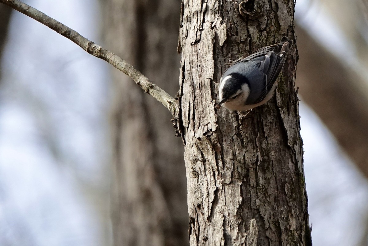 White-breasted Nuthatch - ML614206773