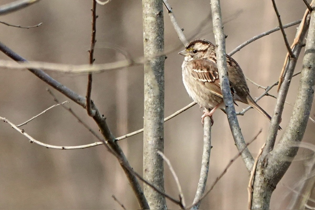 White-throated Sparrow - ML614206857
