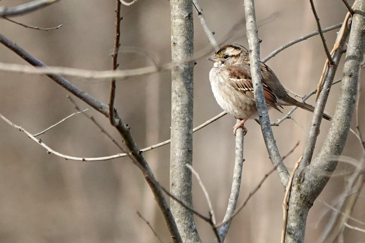 White-throated Sparrow - ML614206859