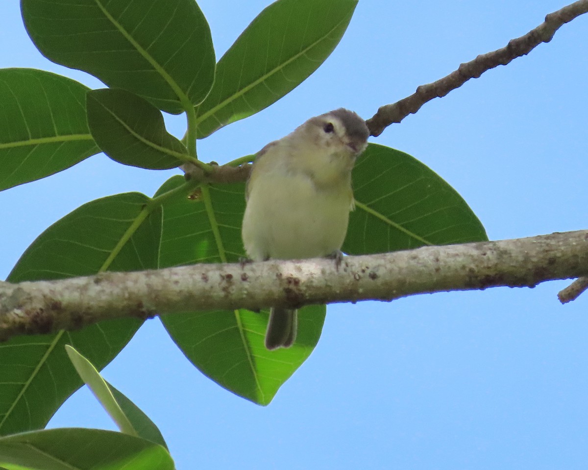 Ebird Checklist Jan Orchard View Park Species