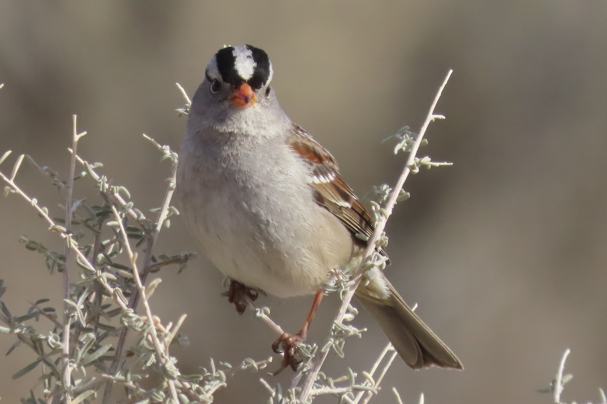 White-crowned Sparrow - ML614207463
