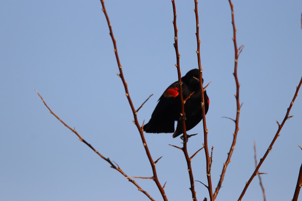 Red-winged Blackbird - Wesley Long