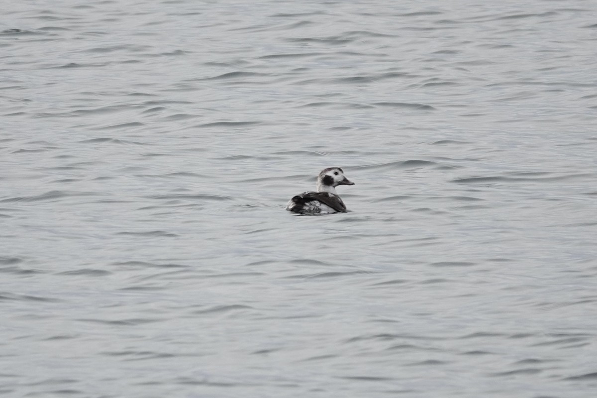 Long-tailed Duck - ML614207838